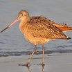 Marbled Godwit